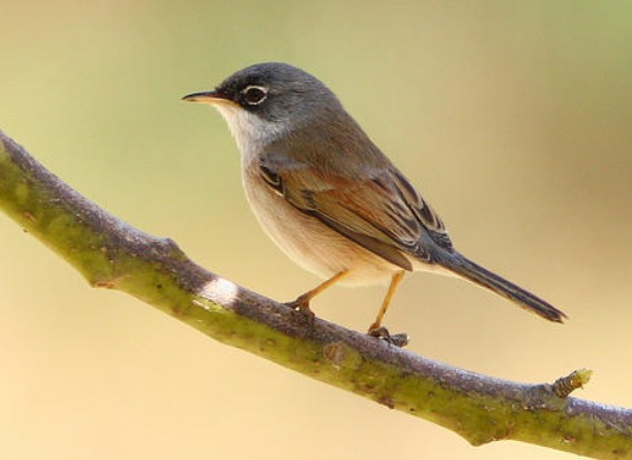 Los machos de curruca tomillera son cantantes innovadores