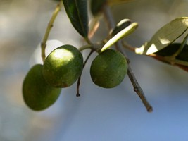 El cambio climático pone en ‘jaque’ el cultivo de olivos en la cuenca del Siurana para el 2030