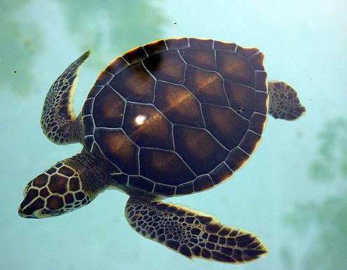 70.000 huevos de tortuga se reubicarán para salvarlos del vertido en el Golfo de México