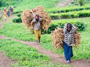 Africa set for rapid renewable energy growth - study