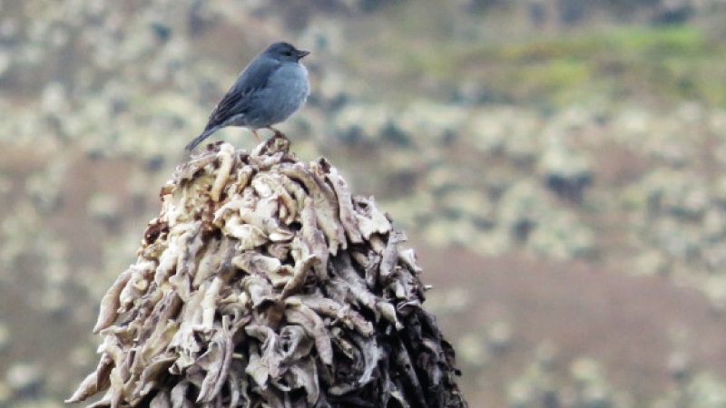 307 especies de aves fue el resultado del Conteo Navideño Binacional de Aves Chiles- Chical