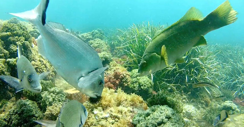 La sobrepesca ha llevado cerca de la extinción a los grandes depredadores del Mediterráneo