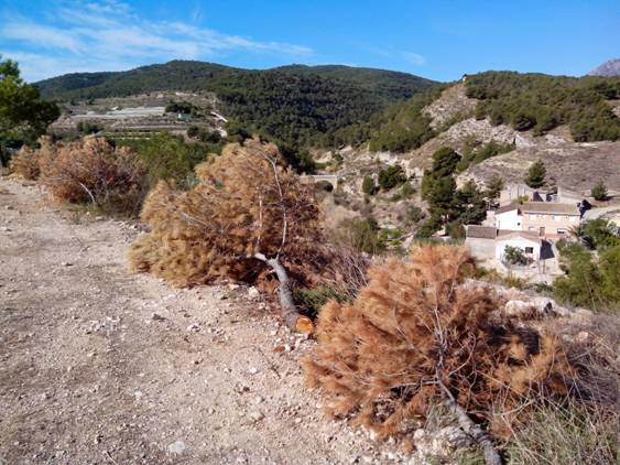 La incidencia del tomicus en el Parque natural del Turia