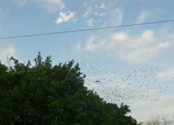México. Genera deforestación en región la plaga de pájaros