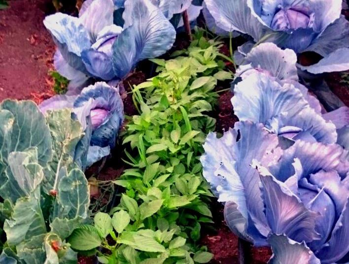 Cádiz apuesta por un nuevo proyecto contra plagas en cultivos con soluciones biológicas y sostenibles