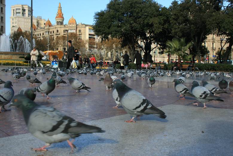 Barcelona atajara la ‘plaga’ de palomas por métodos anticonceptivos