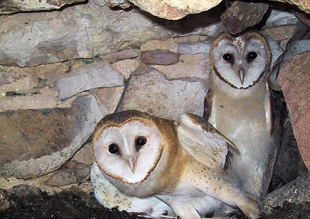 Alicante. reintroducen tres ejemplares de lechuza común en un paraje de Petrer