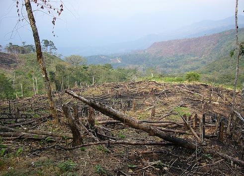 América Latina concentra un tercio de la deforestación mundial