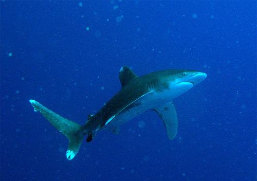 La UE y EEUU dan un impulso global a la conservación de los tiburones