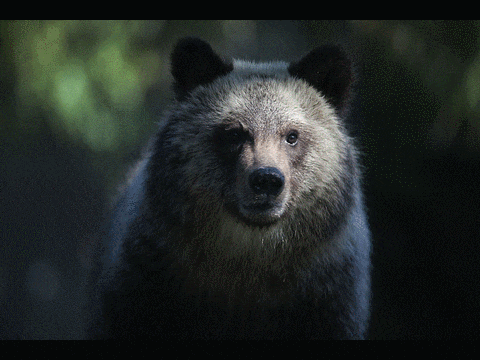 Eliminan las restricciones para la caza de osos y lobos en refugios silvestres de Alaska