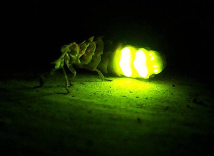 Seres bioluminiscentes