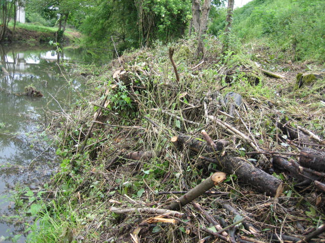 La pérdida de biodiversidad tiene consecuencias igual de graves que el cambio climático