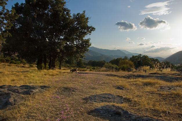 Ingenieros técnicos forestales crean una asociación para luchar en favor de la naturaleza
