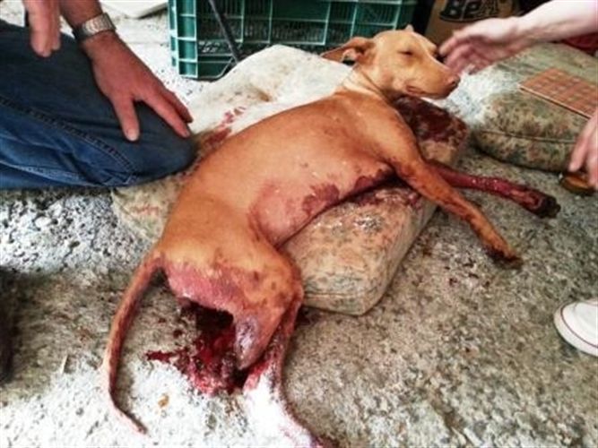 Muerte a balazos de un perro en Motril (Granada)