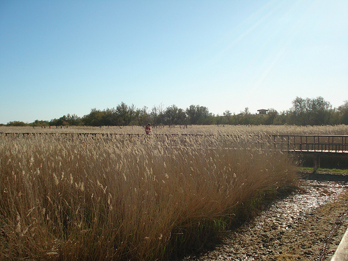La dotación para regadío fijada en el Acuífero de la Mancha Occidental impedirá recuperar Las Tablas
