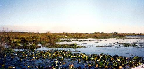 "Cuidar los humedales