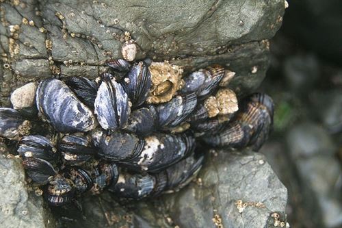 Grandes bancos de mejillones quimiosintéticos del género Bathymodiolus en el Golfo de Cádiz