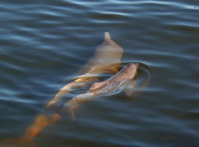 Descubiertas 381 nuevas especies en la Amazonía