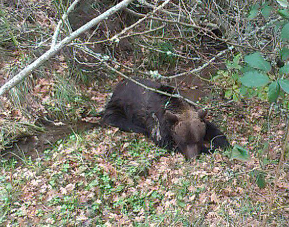 No quieren saber nada del oso pardo muerto en Cordovilla de Aguilar