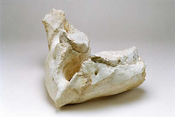 Nuevos descubrimientos sobre la diversidad y evolución de los mamuts