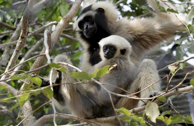 Solo quedan 23 gibones de Hainan