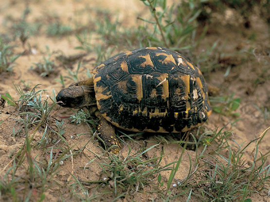 Un tercio de anfibios y reptiles de España desaparecerá este siglo