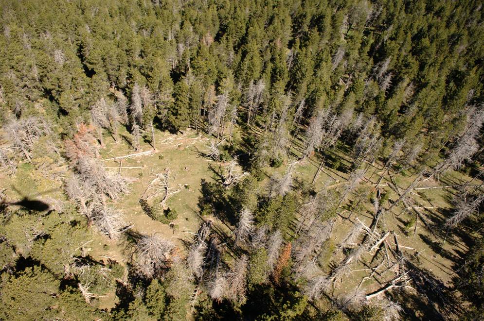 CANVIBOSC divulga la evidencia científica de los efectos del cambio climático sobre los bosques catalanes