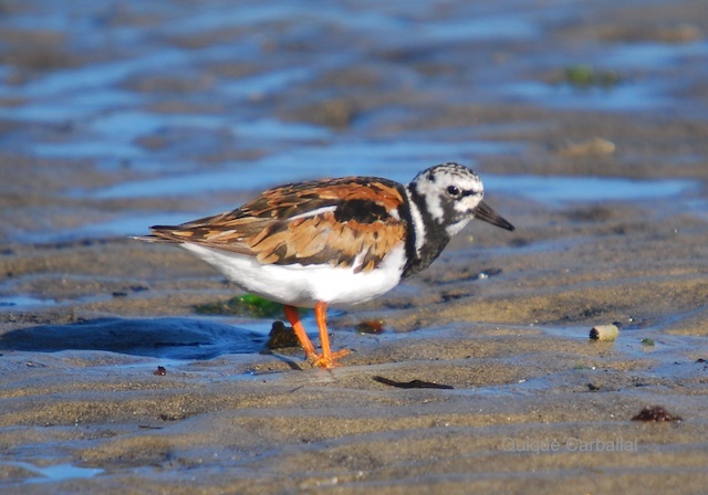 Junta detecta 97 casos de envenenamiento en 2010