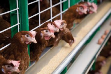 Bruselas prepara expediente sancionador contra España por incumplir normas para jaulas de gallinas ponedoras