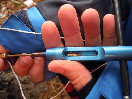 El calentamiento global reduce la capacidad de los árboles para absorber CO2