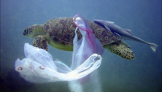 Cuba y Suiza trabajarán juntos contra la contaminación de los océanos