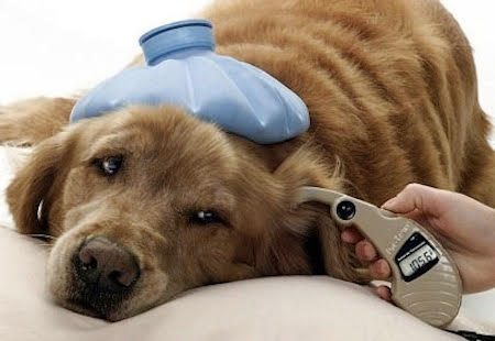 Alianza para trabajar sobre el cáncer en animales