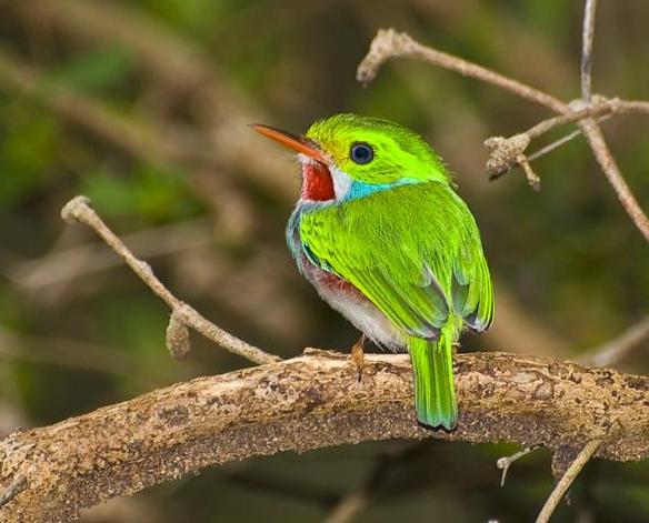 Preservan aves amenazadas en Gran Humedal del Norte