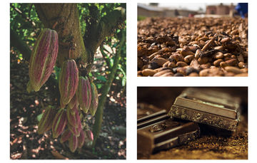 Chocolate: exquisito aroma y sabor que México puso en el gusto del mundo