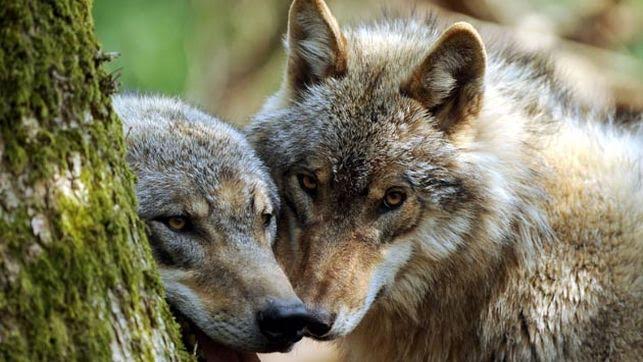 Preparan el borrador del Plan de Gestión del Lobo