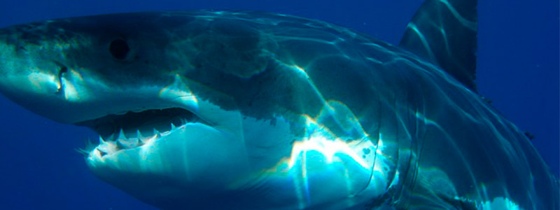 Edgar Eduardo Becerril