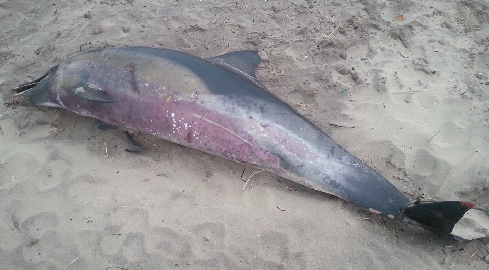 En Asturias los delfines están condenados a morir por la neglicencia del Principado