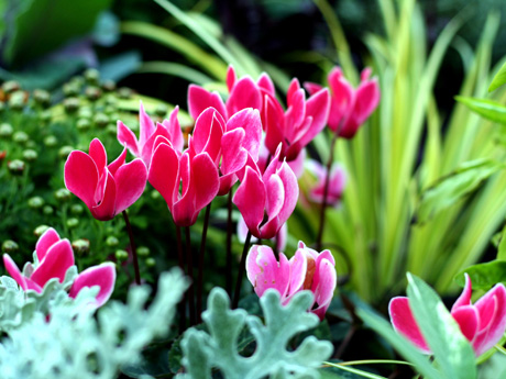 Analizan la respuesta del sistema vascular de las plantas ante los cambios climáticos