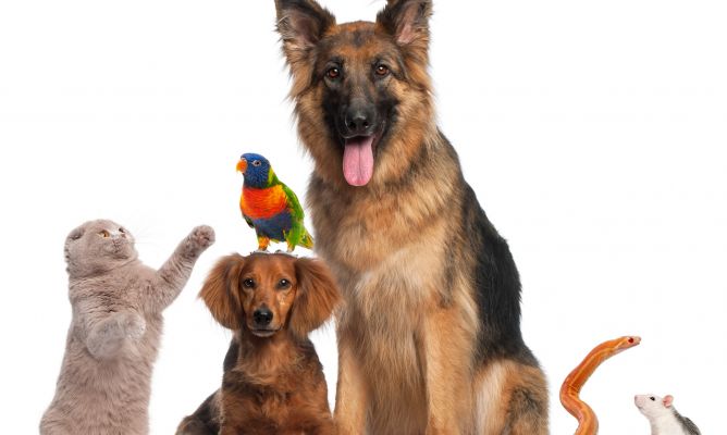 Un mayor control de los animales de compañía en Andalucía