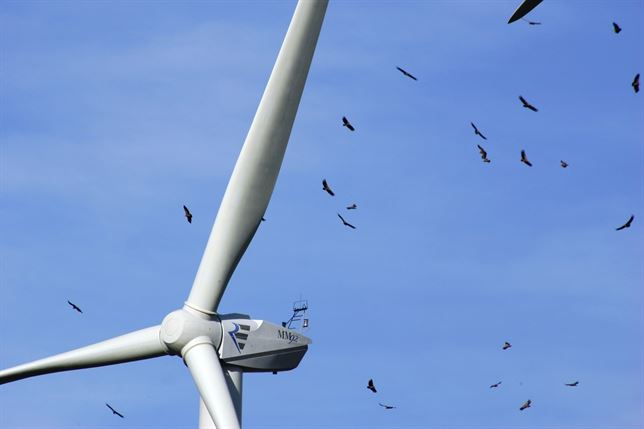 E.ON logra reducir a cero la mortalidad de aves a su paso por el parque eólico de Barao de Sao Joao (Portugal)