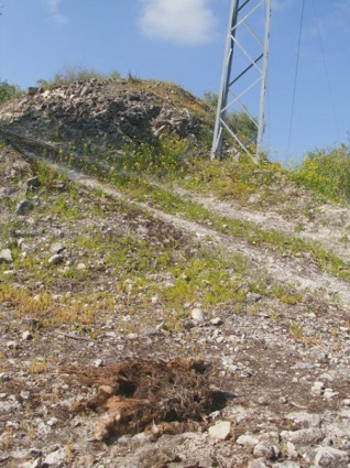 Trampas ‘mortales’ para las rapaces en los tendidos eléctricos en Baena