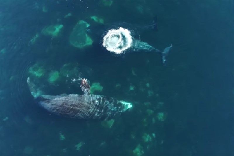 Las ballenas también exfolian su piel