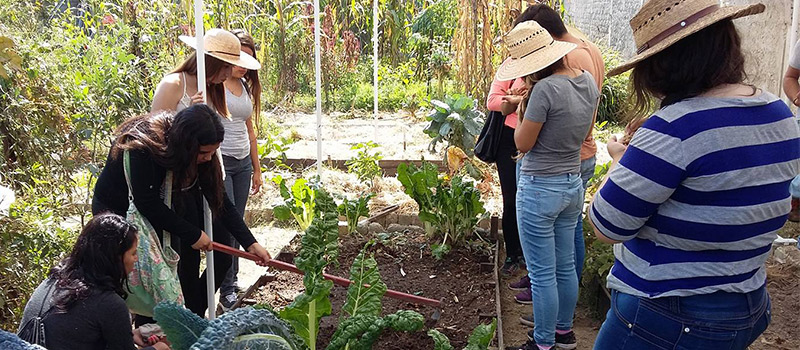 Vegetales de la azotea a la mesa con agroecología urbana