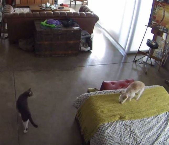 Gato: Por qué no te callas (Vea VIDEO)