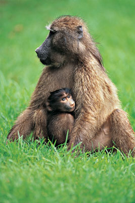 En las plantaciones sudafricanas de madera han muerto este año ya 295 babuinos