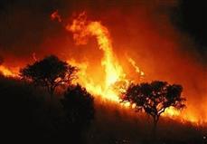 Lanzan campaña para reducir incendios forestales en 2013