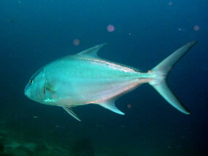 Aguilar señala que el MARM destinará 4 millones de euros a mantener las Reservas Marinas de Interés Pesquero