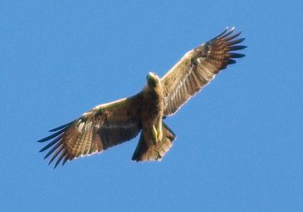 Una pareja de águila imperial se establece en la provincia de Cádiz 60 años después de producirse su desaparición