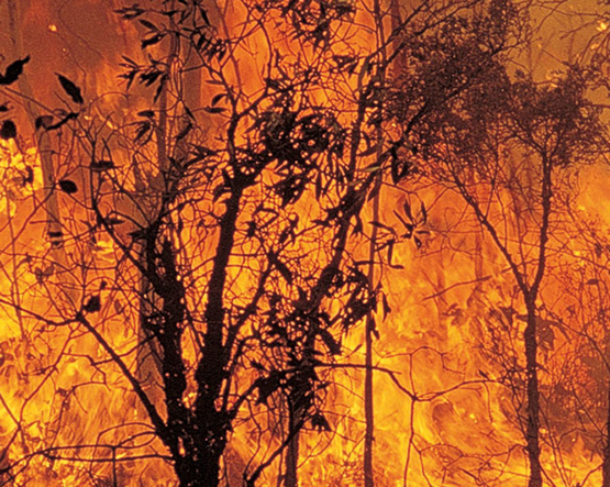 Prevención de incendios forestales en Cantabria