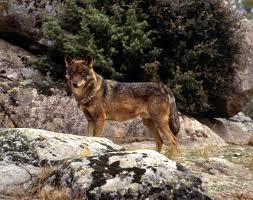 Polémica con la presencia del lobo en Picos de Europa